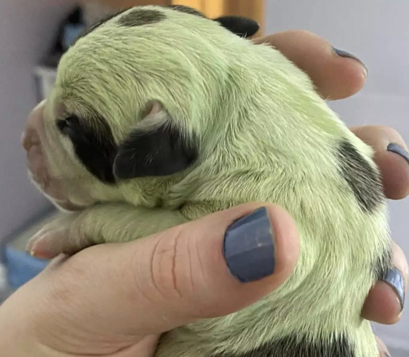 Un couple de la Nouvelle-Écosse a agrandi sa famille de manière inattendue avec l'ajout d'un chiot vert