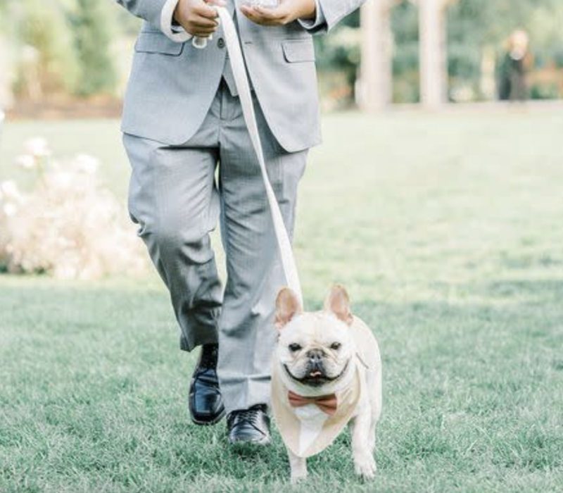 Des amis lancent un service de planification de mariage pour les chiens afin de s'assurer que les chiots peuvent rejoindre le grand jour de leur propriétaire sans tracas