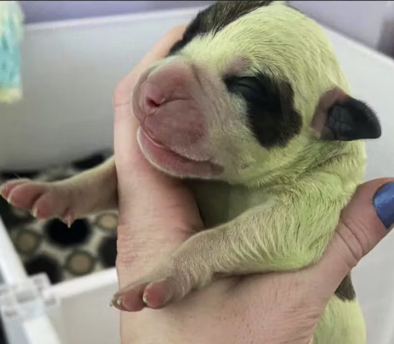Un couple de la Nouvelle-Écosse a agrandi sa famille de manière inattendue avec l'ajout d'un chiot vert
