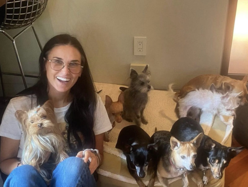 Pilaf, le chihuahua de Demi Moore, a été inscrit au concours Guinness World Records pour le titre de chien le plus court