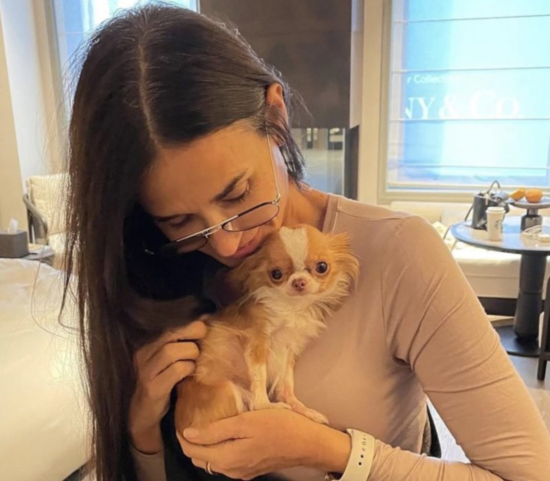 Pilaf, le chihuahua de Demi Moore, a été inscrit au concours Guinness World Records pour le titre de chien le plus court