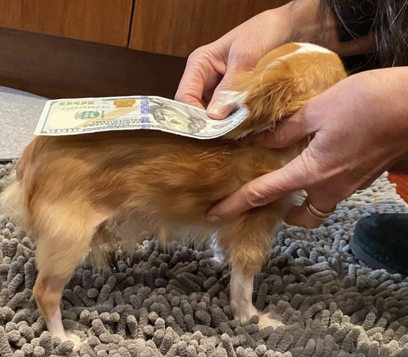 Pilaf, le chihuahua de Demi Moore, a été inscrit au concours Guinness World Records pour le titre de chien le plus court