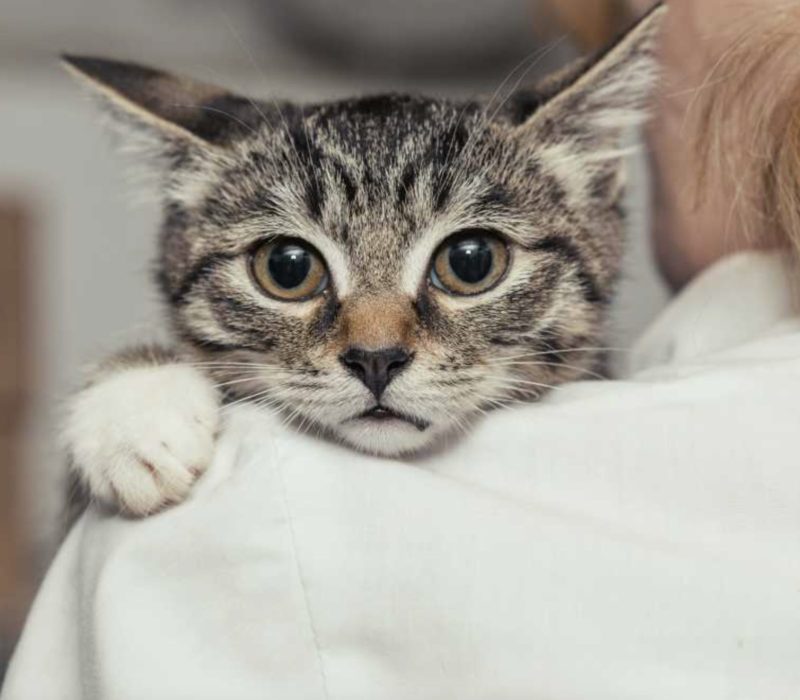 Après avoir été perdu pendant sept ans, un chat décide de commencer une nouvelle vie pour lui-même et finit par retrouver le chemin de sa famille de Floride