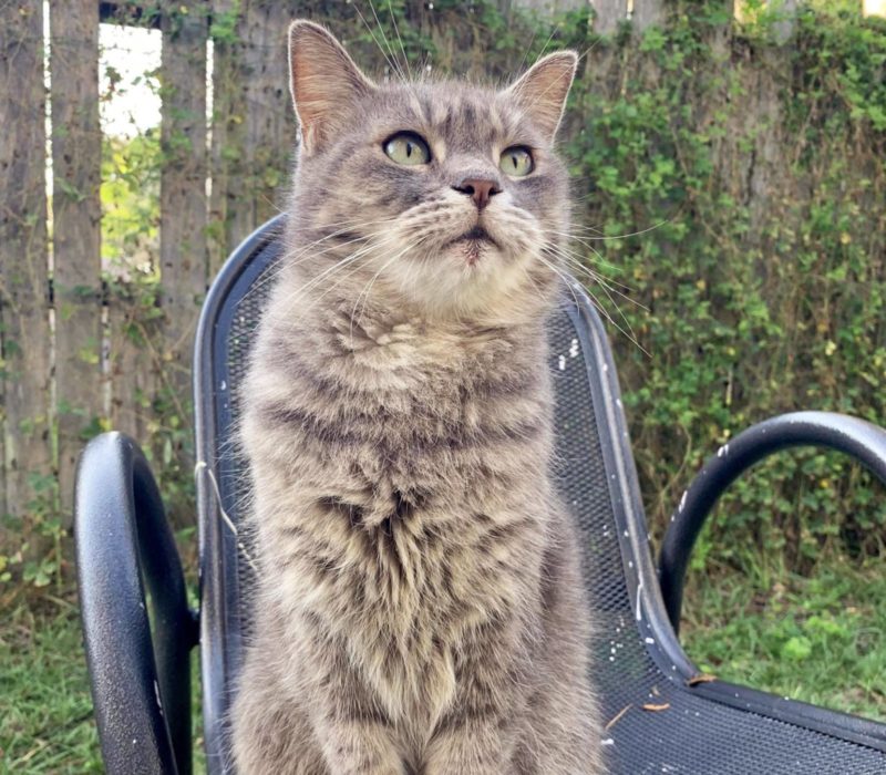 Après avoir été perdu pendant sept ans, un chat décide de commencer une nouvelle vie pour lui-même et finit par retrouver le chemin de sa famille de Floride