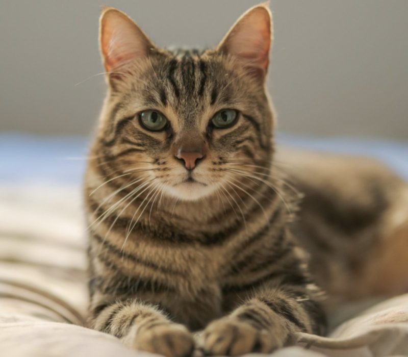 Après avoir été perdu pendant sept ans, un chat décide de commencer une nouvelle vie pour lui-même et finit par retrouver le chemin de sa famille de Floride