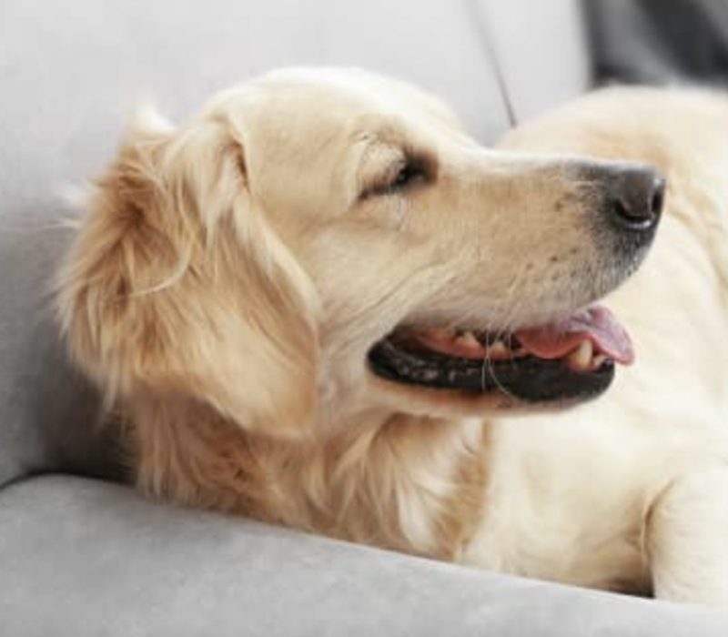 C'est de la perfection lorsque les parents incluent leur Golden Retriever dans le processus de nomination de leur enfant
