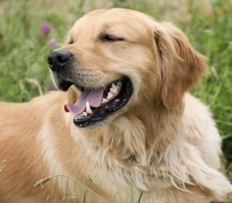 C'est de la perfection lorsque les parents incluent leur Golden Retriever dans le processus de nomination de leur enfant