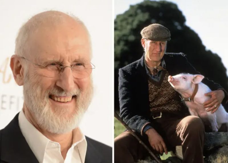 James Cromwell, star du film "Babe", aide à sauver un vrai cochon qui est sorti d'un camion de boucherie