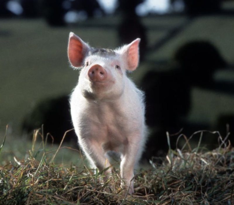 James Cromwell, star du film "Babe", aide à sauver un vrai cochon qui est sorti d'un camion de boucherie
