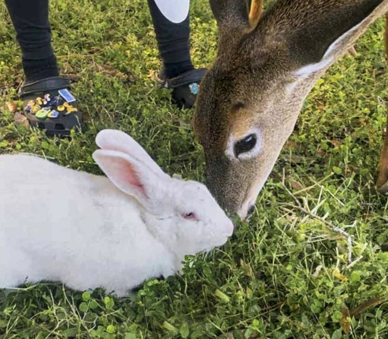 Quelle situation réconfortante! Bambi et Thumper ont formé une belle amitié dans un sanctuaire de Floride