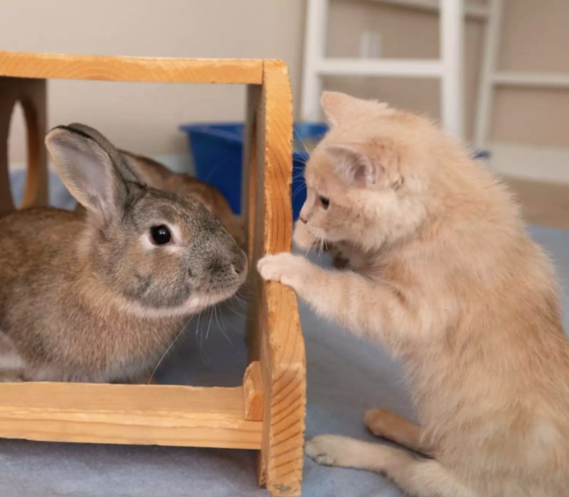 Après avoir emménagé dans une colonie de lapins, ce chaton se sert mieux de ses pattes arrière grâce à ses nouveaux amis