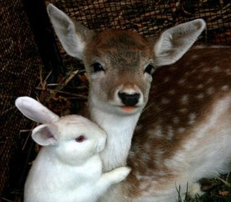 Quelle situation réconfortante! Bambi et Thumper ont formé une belle amitié dans un sanctuaire de Floride