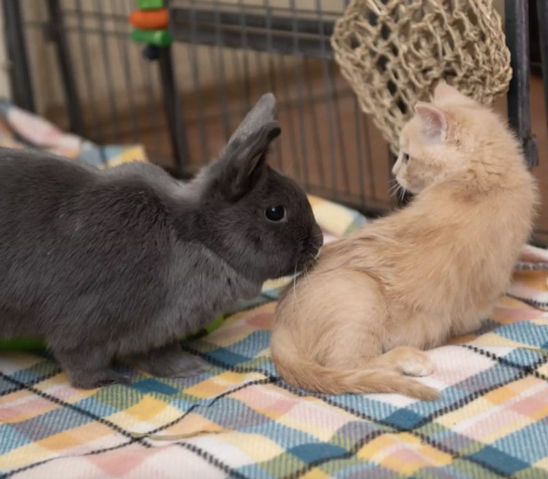 Après avoir emménagé dans une colonie de lapins, ce chaton se sert mieux de ses pattes arrière grâce à ses nouveaux amis