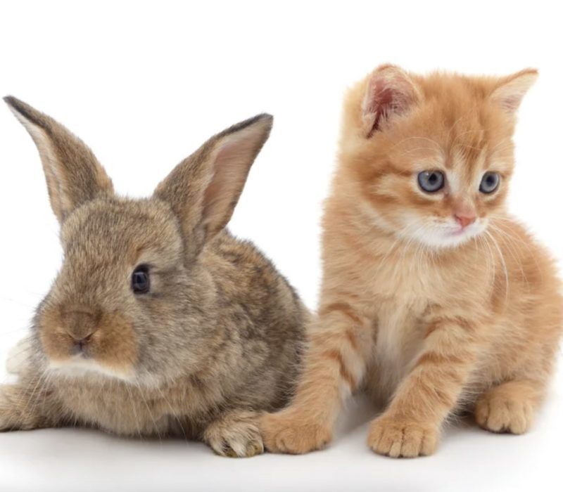 Après avoir emménagé dans une colonie de lapins, ce chaton se sert mieux de ses pattes arrière grâce à ses nouveaux amis
