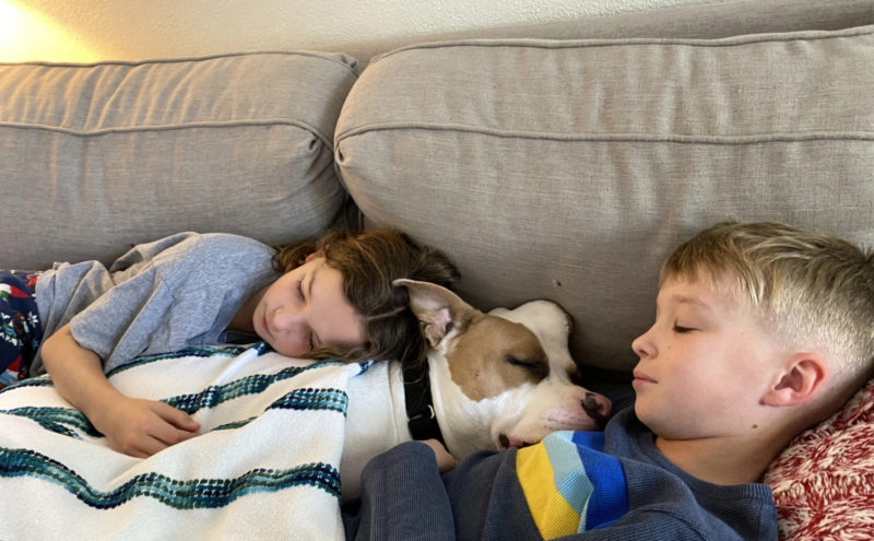 La chienne licorne a été recueillie par une famille qui l'aime malgré la corne qu'elle a sur la tête. C'est vraiment de l'amour