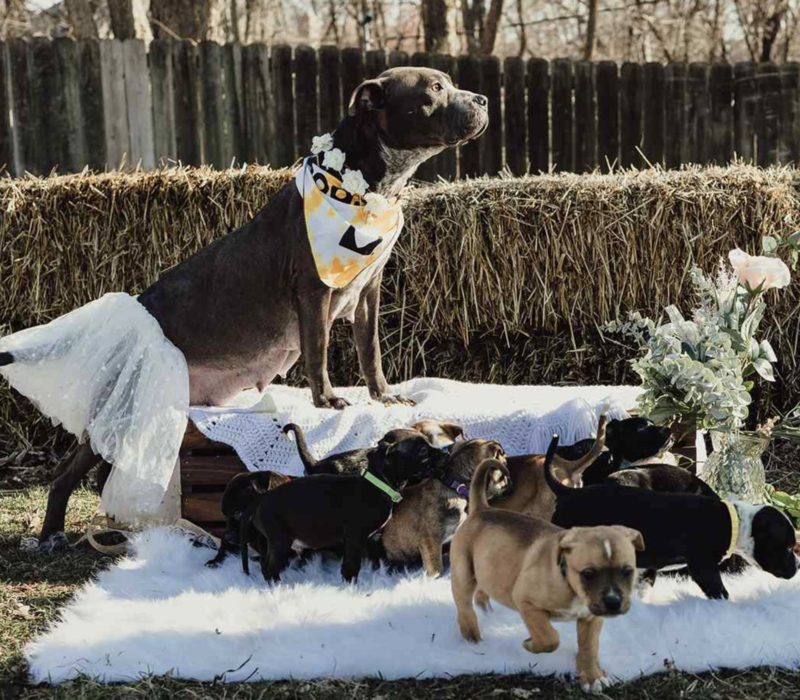 Une chienne enceinte qui a été sauvée d'une cage sale donne naissance à 12 chiots, et la famille du chien est maintenant à la recherche d'un nouveau foyer