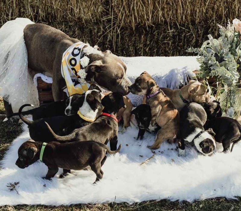 Une chienne enceinte qui a été sauvée d'une cage sale donne naissance à 12 chiots, et la famille du chien est maintenant à la recherche d'un nouveau foyer