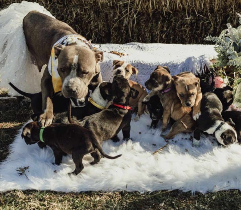 Une chienne enceinte qui a été sauvée d'une cage sale donne naissance à 12 chiots, et la famille du chien est maintenant à la recherche d'un nouveau foyer