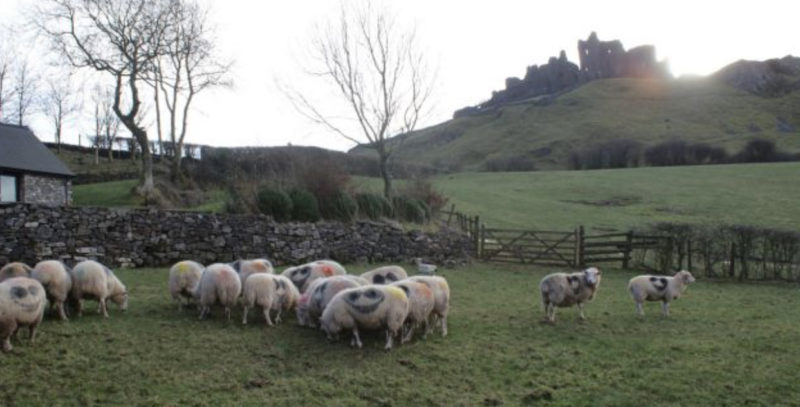 La mystérieuse marque "sourire" qui a été vue sur des milliers de moutons à travers le pays a suscité la controverse sur Internet