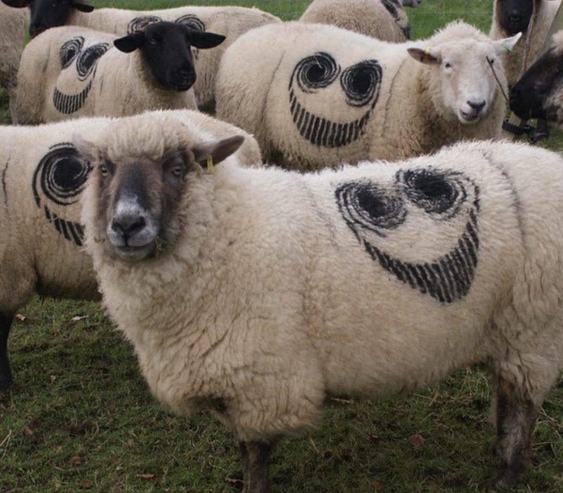 La mystérieuse marque "sourire" qui a été vue sur des milliers de moutons à travers le pays a suscité la controverse sur Internet