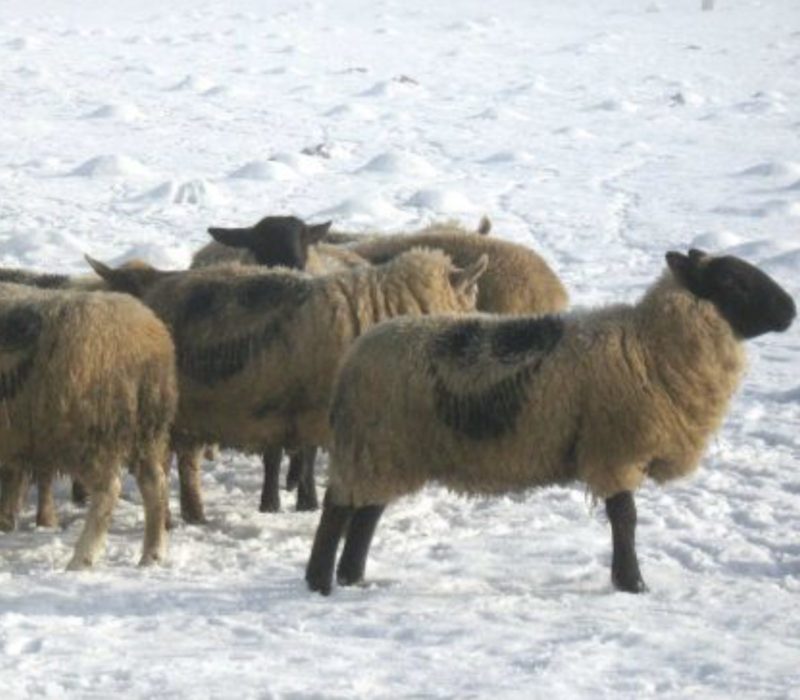 La mystérieuse marque "sourire" qui a été vue sur des milliers de moutons à travers le pays a suscité la controverse sur Internet