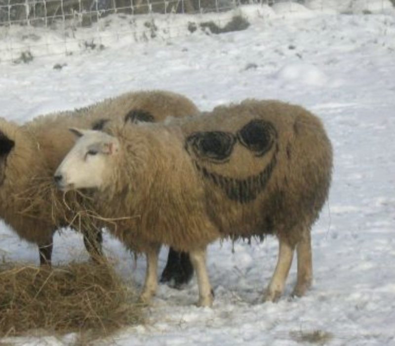 La mystérieuse marque "sourire" qui a été vue sur des milliers de moutons à travers le pays a suscité la controverse sur Internet