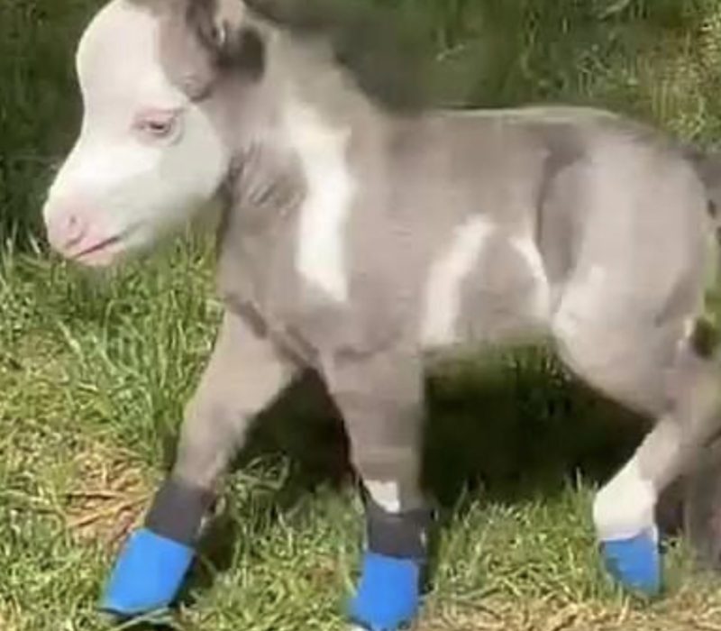 Un bébé étalon nain a été abandonné par sa mère, mais il a pu retrouver sa famille pour toujours assez rapidement