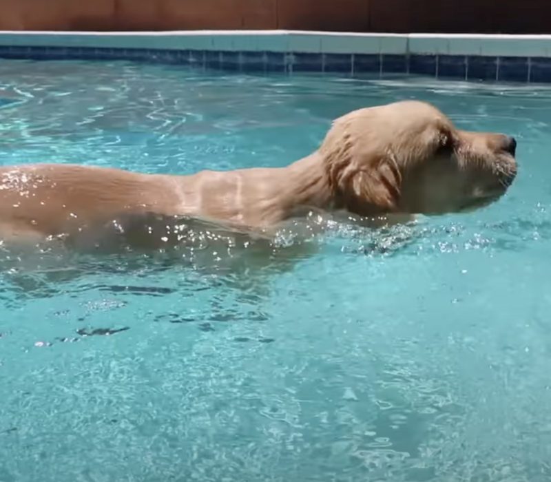 La première leçon de natation d'un chiot Golden Retriever est pleine de la plus douce des innocences