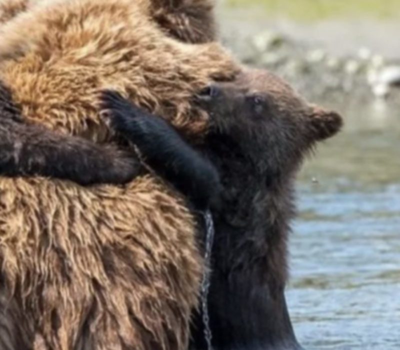 L'ours n'a pas pu empêcher les oursons de tomber dans l'eau glacée. Le pêcheur est venu à leurs secours juste à temps