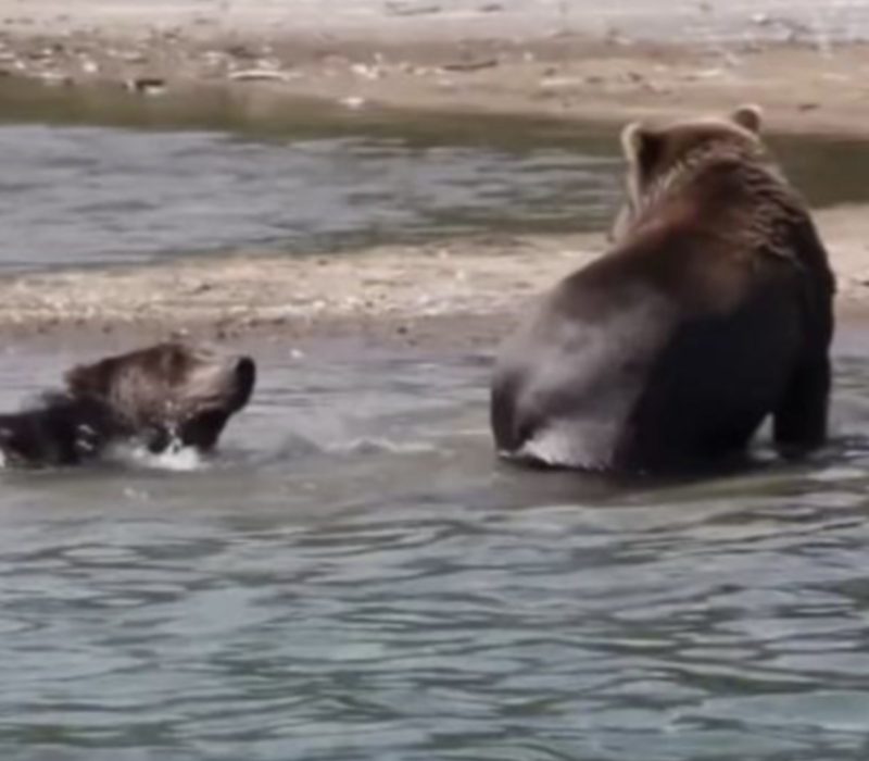 L'ours n'a pas pu empêcher les oursons de tomber dans l'eau glacée. Le pêcheur est venu à leurs secours juste à temps