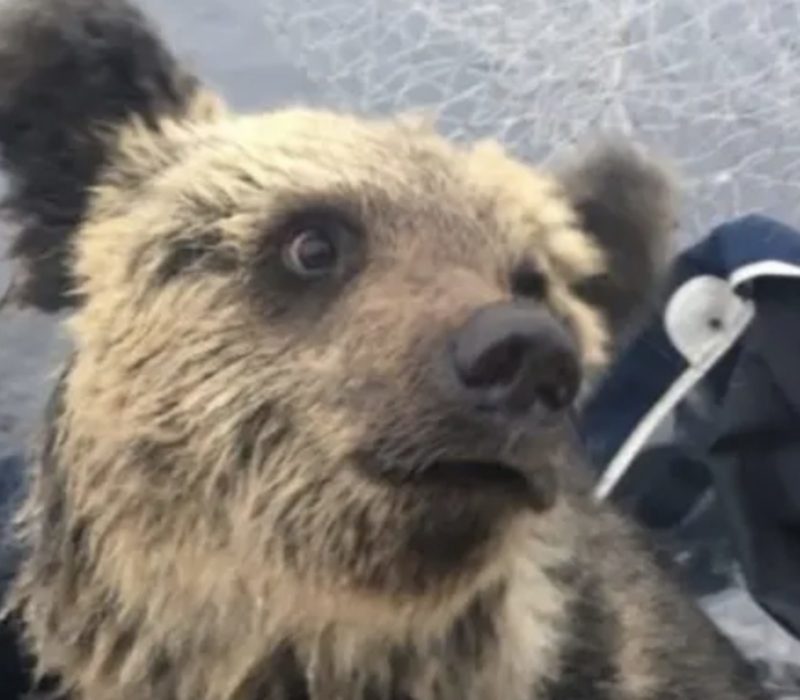 L'ours n'a pas pu empêcher les oursons de tomber dans l'eau glacée. Le pêcheur est venu à leurs secours juste à temps