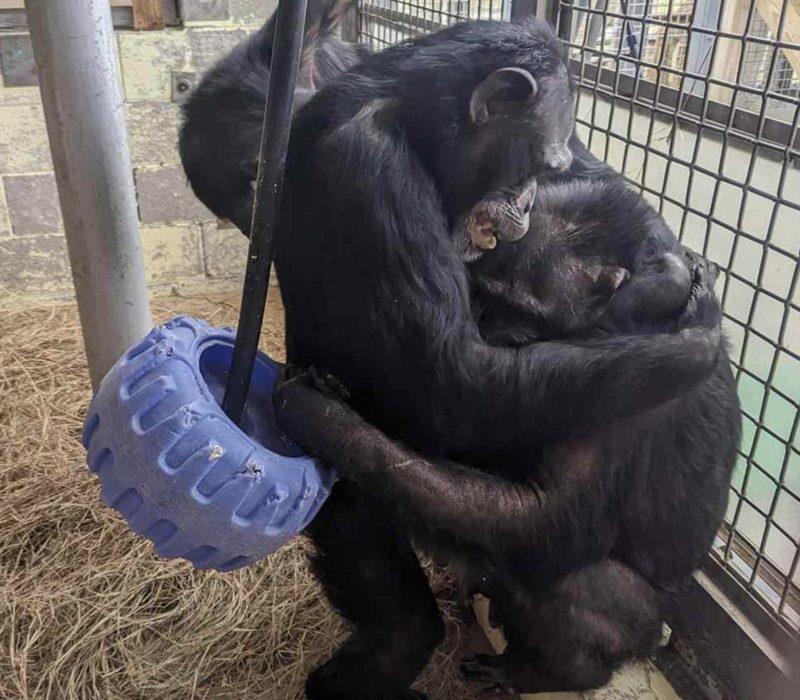 Des chimpanzés qui ont passé toute leur vie dans un zoo s'embrassent chaleureusement après avoir emménagé dans leur nouvelle maison dans un sanctuaire