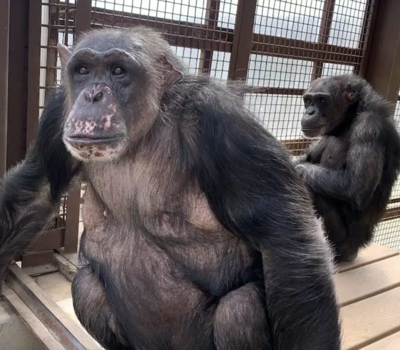 Des chimpanzés qui ont passé toute leur vie dans un zoo s'embrassent chaleureusement après avoir emménagé dans leur nouvelle maison dans un sanctuaire