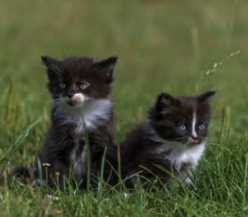 Un chauffeur Amazon au bon cœur et une maman féline unissent leurs forces pour sauver trois chatons