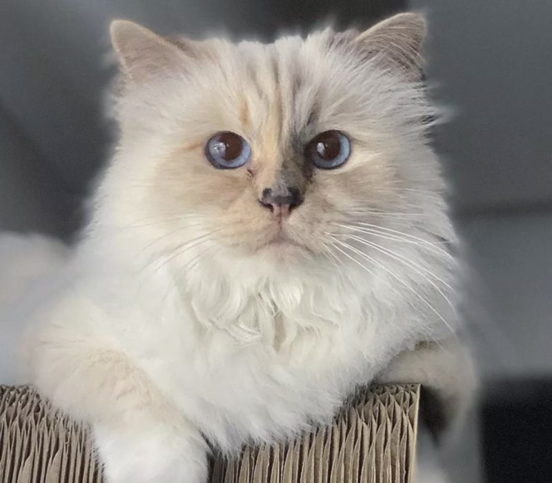 Découvrez l'univers fascinant de Choupette, la chatte adorée de Karl Lagerfeld. C'est le chat le plus choyé