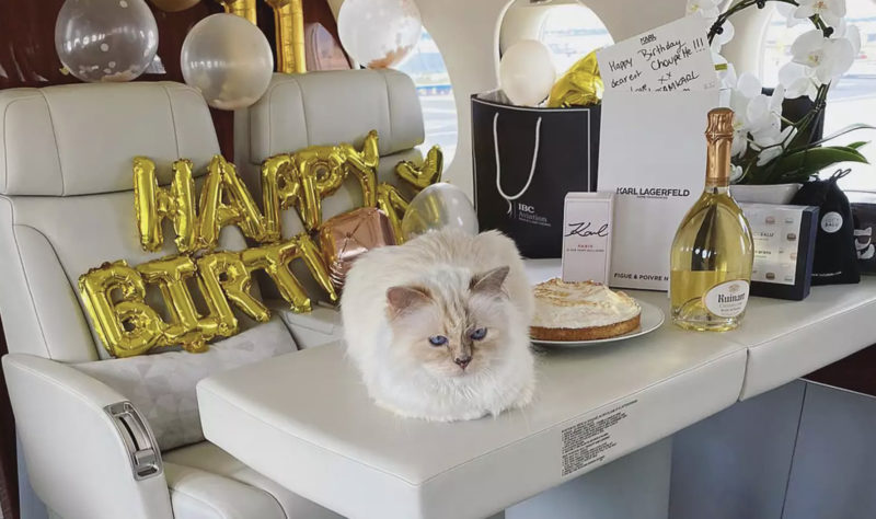 Découvrez l'univers fascinant de Choupette, la chatte adorée de Karl Lagerfeld. C'est le chat le plus choyé