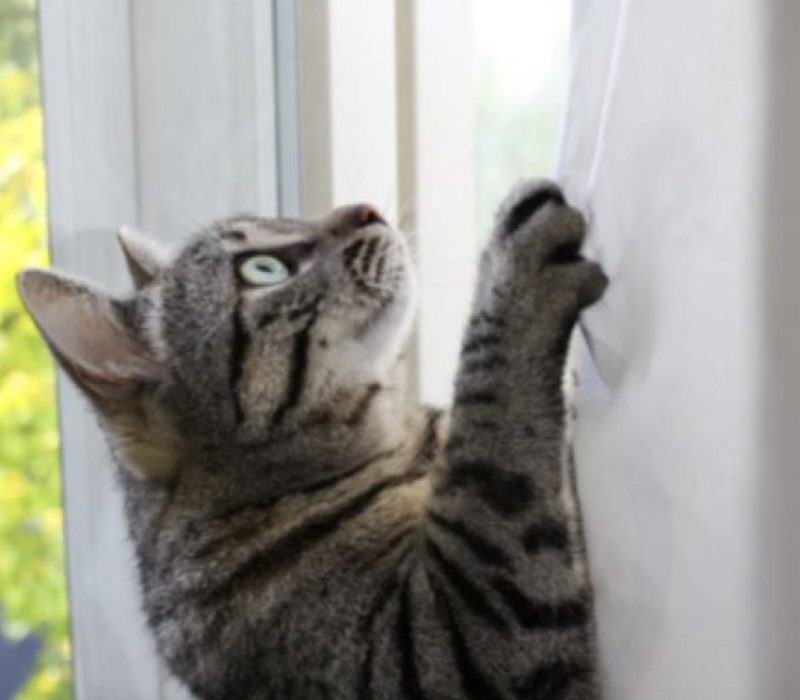 Vous allez avoir du mal à comprendre le nouvel endroit préféré hilarant de ce chat. Les animaux sont extraordinaires