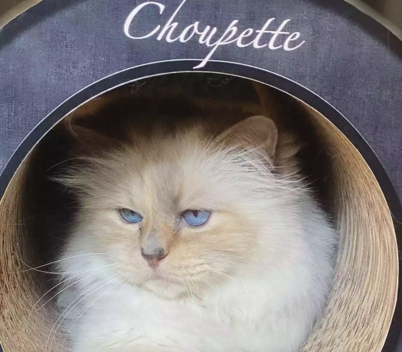 Découvrez l'univers fascinant de Choupette, la chatte adorée de Karl Lagerfeld. C'est le chat le plus choyé