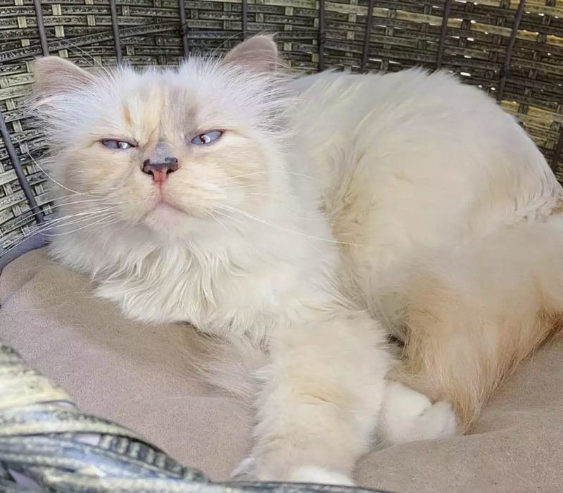 Découvrez l'univers fascinant de Choupette, la chatte adorée de Karl Lagerfeld. C'est le chat le plus choyé