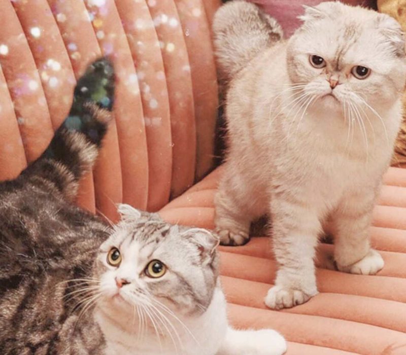 Découvrez les adorables compagnons félins de Taylor Swift: Meredith Grey, Olivia Benson et Benjamin Button. Ils sont magnifiques