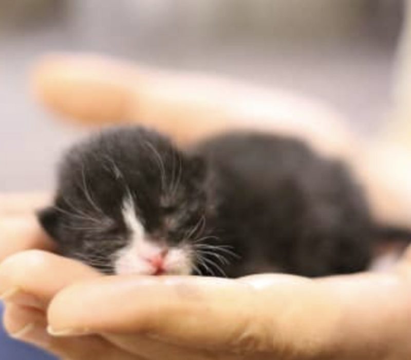 Un chauffeur Amazon au bon cœur et une maman féline unissent leurs forces pour sauver trois chatons