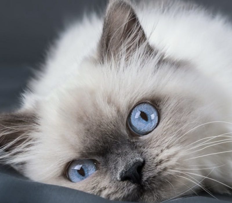 Internet est capturé par la position de sommeil particulière d'un chat, qui se lit comme suit : "Vérifiez si je suis toujours en vie"