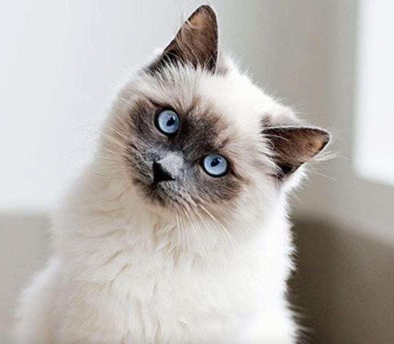 Internet est capturé par la position de sommeil particulière d'un chat, qui se lit comme suit : "Vérifiez si je suis toujours en vie"