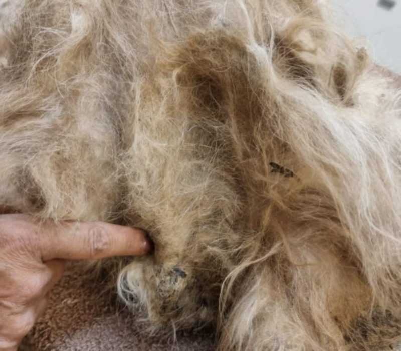 L'apparence d'un chien sans abri est radicalement modifiée lorsque sept livres de fourrure emmêlée sont rasées