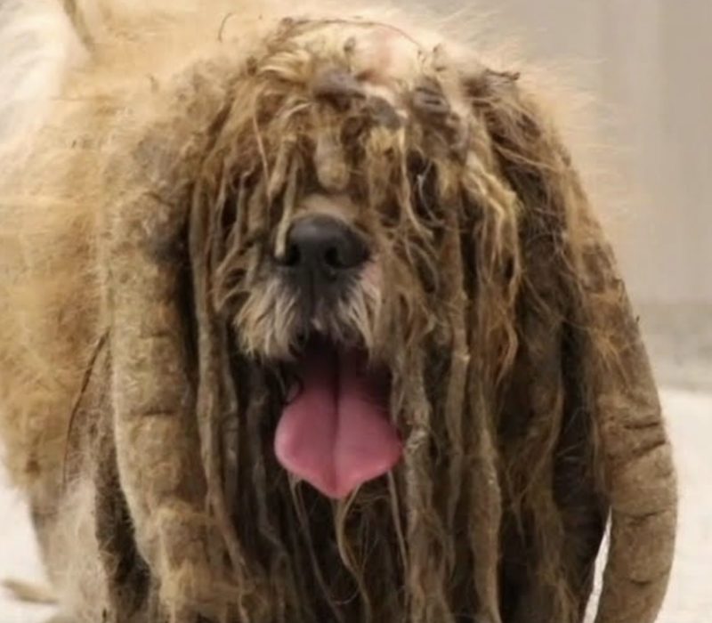 L'apparence d'un chien sans abri est radicalement modifiée lorsque sept livres de fourrure emmêlée sont rasées