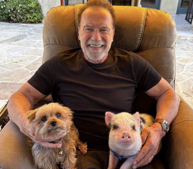 Wow, ça doit être très étonnant ! Arnold Schwarzenegger a un cochon de compagnie. L'attachement est évident