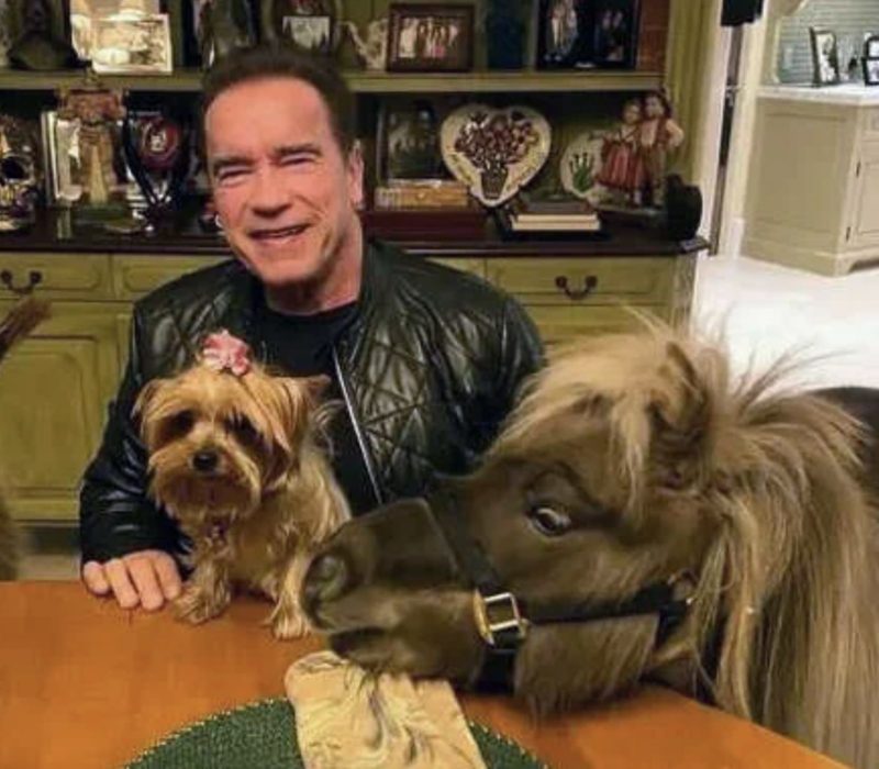 Wow, ça doit être très étonnant ! Arnold Schwarzenegger a un cochon de compagnie. L'attachement est évident