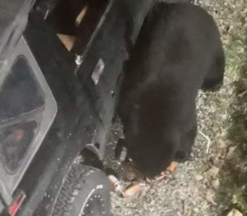 Wow, cet ours devait avoir vraiment soif ! C'est incroyable qu'il ait pu boire autant de canettes de soda