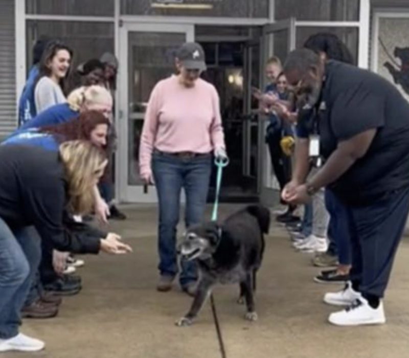 Le personnel du refuge a donné à ce chien âgé un envoi réconfortant et mémorable. C'était vraiment une expérience spéciale