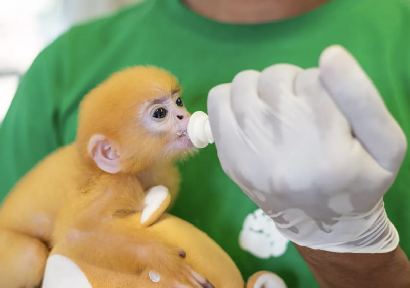Les responsables ont déclaré que le bébé singe de l'espèce en voie de disparition qui a été retrouvé seul devrait se rétablir complètement
